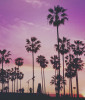 Sunset in Los Angeles with palm trees